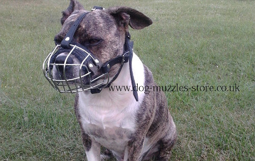 Muzzles for Dogs
