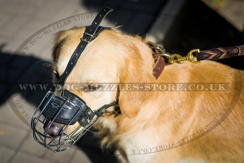 Golden Retriever Muzzle UK