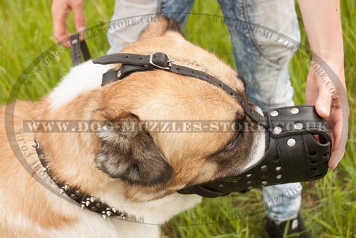 Central Asian Shepherd Dog Muzzle