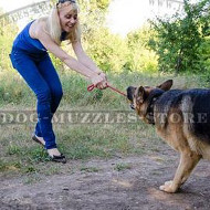 Choose Interactive Dog Ball on Rope for Active Dog Exercises!