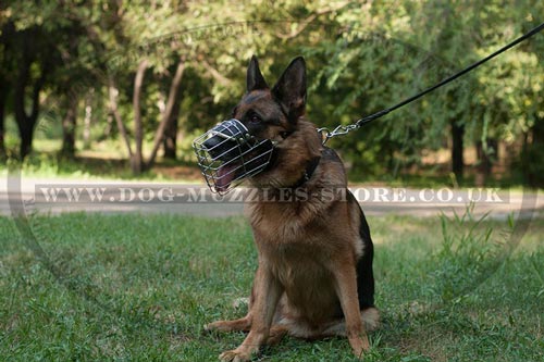 Dog Walking with a Wire Dog Muzzle