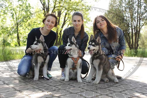 Husky Puppies