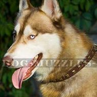 Elegant Dog Collar with Brass Studs for Siberian Husky