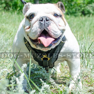 English Bulldog Harness Bestseller | Padded Leather Dog Harness