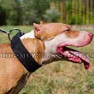 Wide Dog Collar for Pitbull | Leather Dog Collar 2 in