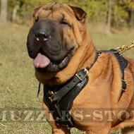 Best harness for shar pei online