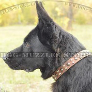 Nice Studded Design of German Shepherd Collar UK Bestseller!