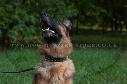 German Shepherd Training Wearing Spiked Dog Collar