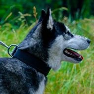 Soft Padded Dog Collar with Buckle for Husky, 1.6 in Wide