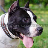 Handmade Dog Collars for Amstaff | Designer Dog Collars Painted