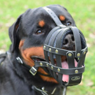 Leather Dog Muzzle UK for Large Dog Breeds Like Rottweiler