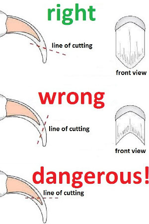 dog claws clipping