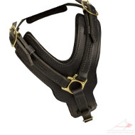 Favorite Padded Leather Dog Harness UK Best Seller