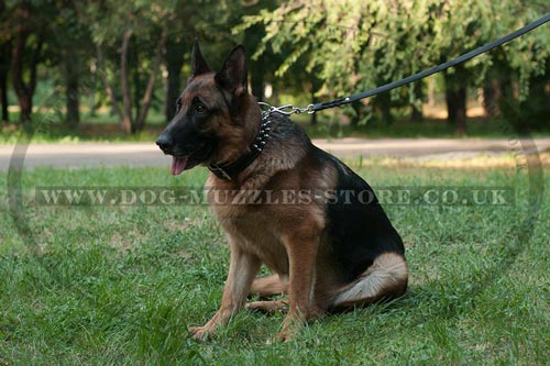 Designer Leather Dog Collar with Spikes for German Shepherd