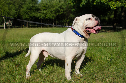 American Bulldog Collar Handpainted | Bulldog Leather Collar
