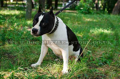 American Staffordshire Terrier Dog Collar Caterpillar Style