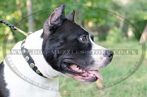 Staffordshire Bull Terrier Collar for Daily Dog Walking - Click Image to Close