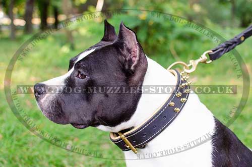 Amstaff Collar Soft Padded Spiked Design | Staffy Collar NEW!