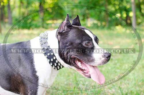 Amstaff Collars with Spiked Design | Spiked Collars for Staffy