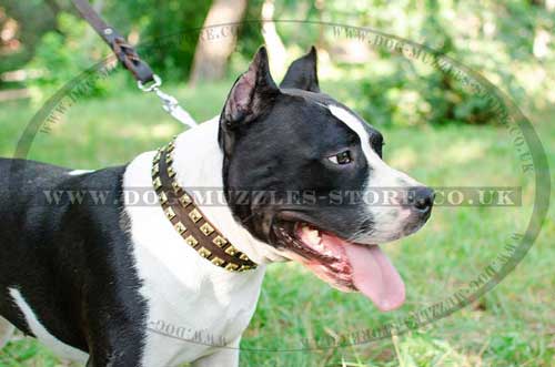 Amstaff Collars UK with Brass Studs | Amstaff Dog Collars Design