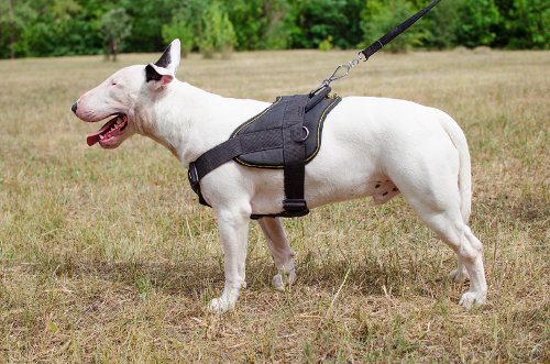 Bull Terrier Harness for Sale | Best Dog Harness with Handle - Click Image to Close