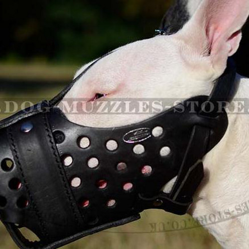 English Bull Terrier Muzzle for Attack Training, K9 - Click Image to Close
