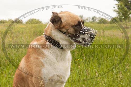 Bestseller Dog Muzzle for Central Asian Shepherd Dog