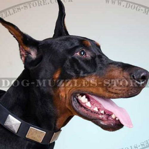 Designer Dog Collar with Nickel-Plated Square Studs - Click Image to Close