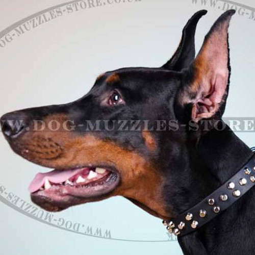 Doberman Collar with Pyramid Studs - Click Image to Close