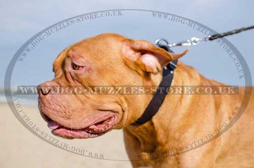Dog De Bordeaux Collar UK Natural Strong Leather 1.6"