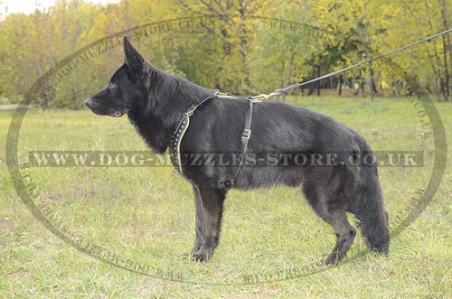 Dog Harness for German Shepherd Royal Look and Comfort