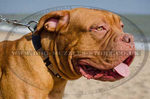 Dogue De Bordeaux Collar Plated Studded Design | Dog Collars UK