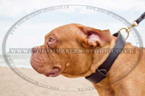 Dog De Bordeaux Collar 2 Ply Leather | Agitation Dog Collar UK