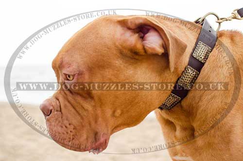 Dogue De Bordeax Daily Walking Dog Collar Wide Leather - Click Image to Close