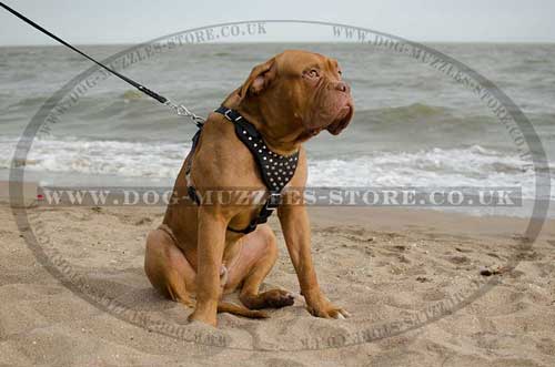 Dogue De Bordeaux Harness Leather with Studs - Click Image to Close