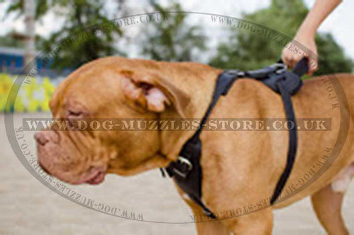 Dogue De Bordeaux Harness Bestseller UK - Click Image to Close