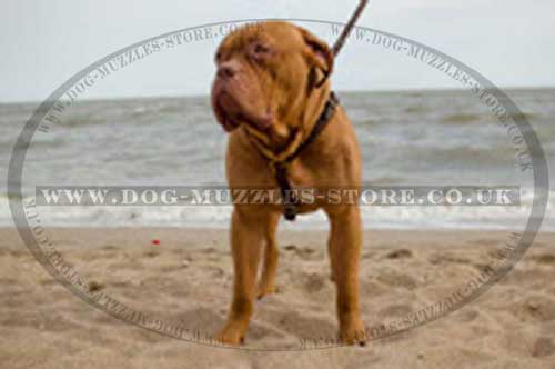 Dogue De Bordeaux Harnesses Luxury Design | Luxury Dog Harnesses - Click Image to Close