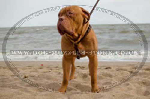 Dogue De Bordeaux Harnesses Luxury Design | Luxury Dog Harnesses