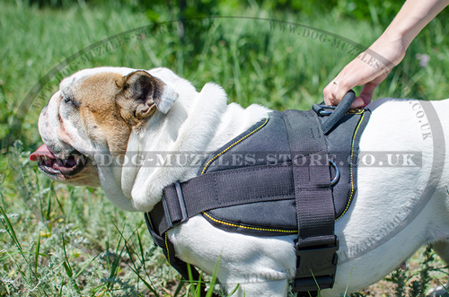 English Bulldog Dog Harness | Comfortable Dog Training Harness