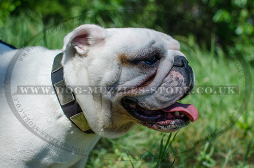 English Bulldog Collar with Brass Plates | Collar for Bulldog UK