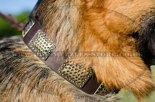 GSD Collar with Dotted Brass Plates | Designer Dog Collar - Click Image to Close