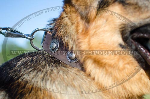 Perfect Dog Walking Collar for German Shepherd Dogs
