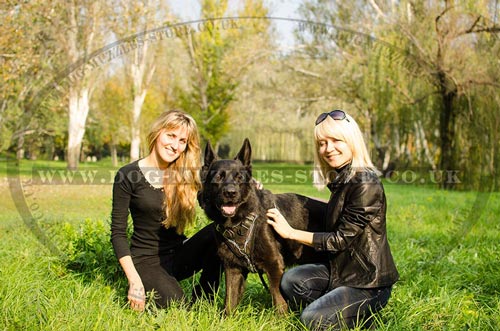 German Shepherd Training and Walking Dog Harness, Painted Design
