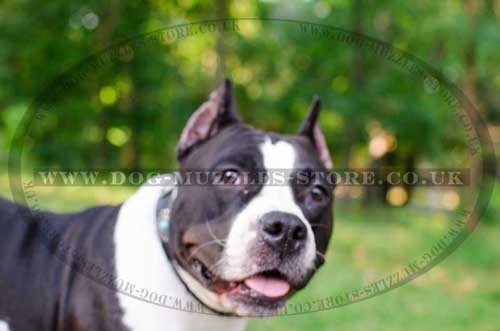 Leather Dog Collar for Amstaff with Blue Stones