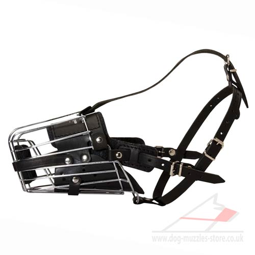 Amstaff Dog Muzzle Size with Leather Padded Basket
