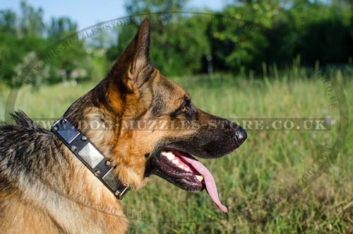 German Shepard Collars with Nickel Plates and Pyramids
