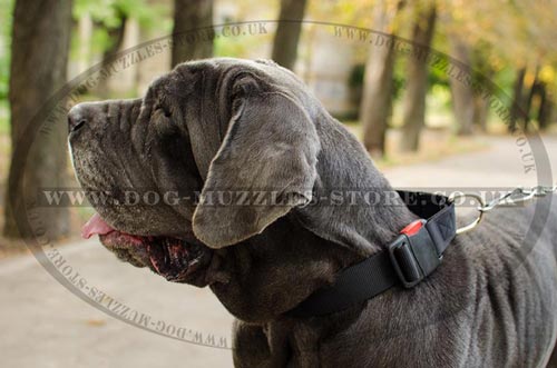 Regulated Nylon Dog Collar for Neapolitan Mastiff Training