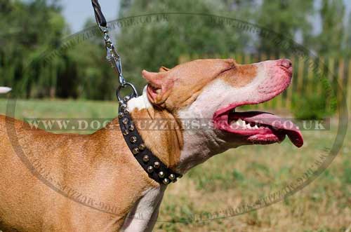 Pit Bull Terriers Dog Collars UK Best Quality Leather with Studs