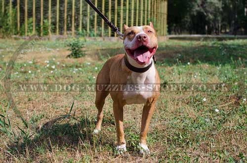 Pitbull Collars UK Natural Strong Leather for Strong Large Dog - Click Image to Close