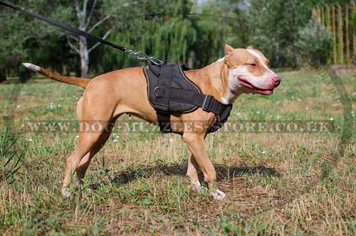 Pitbull Harness with Handle | Nylon Dog Harness for Pitbull - Click Image to Close
